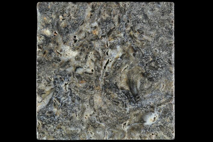 Rhynie Chert - Early Devonian Vascular Plant Fossils #86720